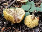 Suillus megaporinus - fungi species list A Z
