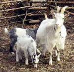 Göingeget Goat | Goat | Goat Breeds