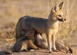 Pale Fox - fox species | melias jishebi | მელიას ჯიშები