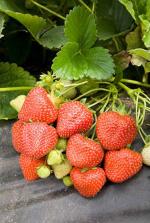 Malling Pearl | Strawberry Species 