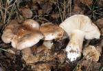 Tricholoma dryophilum - Fungi Species