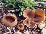 Peziza repanda - Fungi Species | sokos jishebi | სოკოს ჯიშები