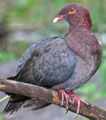 Red-billed Pigeon - Bird Species | Frinvelis jishebi | ფრინველის ჯიშები