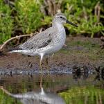 Red Knot - Bird Species | Frinvelis jishebi | ფრინველის ჯიშები