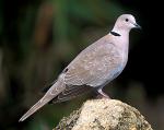 Eurasian Collared-Dove - Bird Species | Frinvelis jishebi | ფრინველის ჯიშები