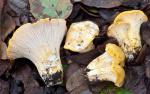 Cantharellus californicus - fungi species list A Z