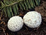 Calbovista subsculpta - Fungi Species