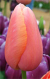 Menton -                                                         Tulip Species | TITA | ტიტა                                                        