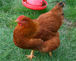 New Hampshire Red | Chicken | Chicken Breeds