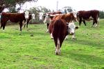 Hybridmaster - cow breeds list | dzroxis jishebi | ძროხის ჯიშები