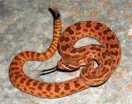 Crotalus viridis nuntius  - Hopi Rattlesnake | Snake Species