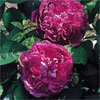 Reine des Violettes