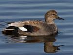 Gadwall - Bird Species | Frinvelis jishebi | ფრინველის ჯიშები