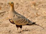 Chestnut-bellied Sandgrouse - Bird Species | Frinvelis jishebi | ფრინველის ჯიშები