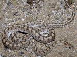 Arizona elegans candida - Mohave Glossy Snake - Snake Species | Gveli | გველი