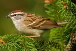 Chipping Sparrow - Bird Species | Frinvelis jishebi | ფრინველის ჯიშები