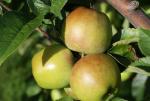 Newtown Pippin | Apple Species 