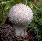 Lycoperdon perlatum - Fungi Species | sokos jishebi | სოკოს ჯიშები