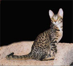 Serengeti | Cat | Cat Breeds