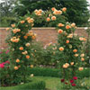 Crown Princess Margareta Climbing