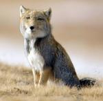 Tibetan Sand Fox - fox species | melias jishebi | მელიას ჯიშები
