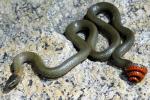 Diadophis punctatus modestus - San Bernardino Ring-necked Snake | Snake Species