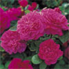 Sophy's Rose, Hedging