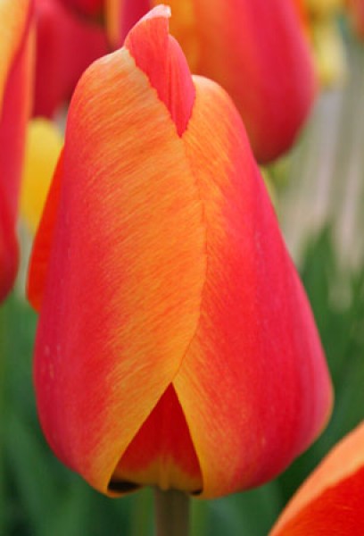 Apeldoorn's Elite -                                                         Tulip Species | TITA | ტიტა                                                        