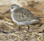 Curlew Sandpiper - Bird Species | Frinvelis jishebi | ფრინველის ჯიშები