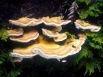 Lenzites betulina - Fungi Species