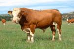 Simmental - cow breeds list | dzroxis jishebi | ძროხის ჯიშები