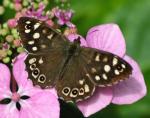 Speckled Wood | Butterfly species