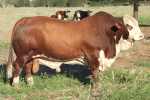 Braford - COW BREEDS | DZROXIS JISHEBI | ძროხის ჯიშები