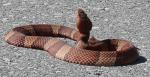 Agkistrodon contortrix laticinctus - Broad-banded Copperhead - Snake Species | Gveli | გველი