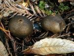Lycoperdon umbrinum - Fungi Species | sokos jishebi | სოკოს ჯიშები