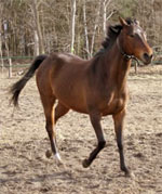 Anglo Arab | Horse | Horse Breeds