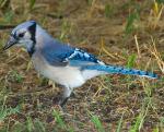 Blue Jay - Bird Species | Frinvelis jishebi | ფრინველის ჯიშები
