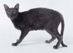 Cornish Rex | Cat | Cat Breeds