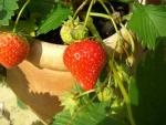 Gemma - Strawberry  Varieties List list a - z  