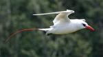 Red-tailed Tropicbird - Bird Species | Frinvelis jishebi | ფრინველის ჯიშები