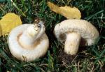 Lactarius pubescens var. betulae - Fungi Species