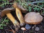 Suillus tomentosus - fungi species list A Z