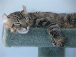 Highlander | Cat | Cat Breeds