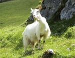 Appenzell goat - Goats Breeds | txis jishebi | თხის ჯიშები