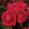 Double Knock Out - Rose Varieties | VARDI |  ვარდი                                                                                                                