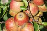 Tydeman's Late Orange - Apple Varieties list a - z  