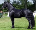 Arabo-Friesian Horse | Horse | Horse Breeds