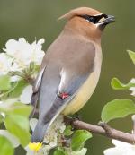 Cedar Waxwing - Bird Species | Frinvelis jishebi | ფრინველის ჯიშები