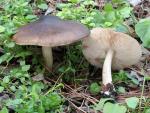 Pluteus pouzarianus - Fungi Species | sokos jishebi | სოკოს ჯიშები