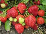 Lucy | Strawberry Species 